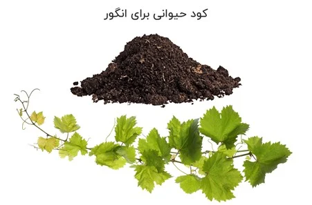 اقتصادی