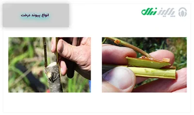 اقتصادی