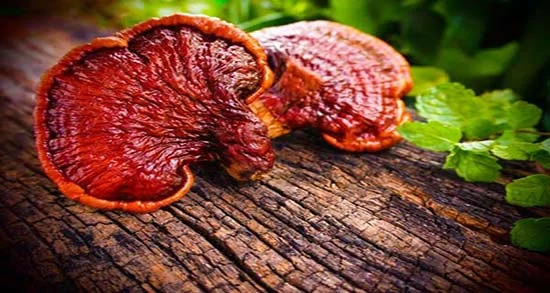 Dr. Bays Ganoderma Coffee for Genital Warts