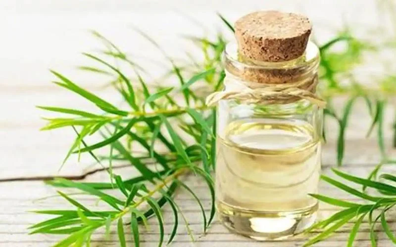 What are the properties of tea tree oil