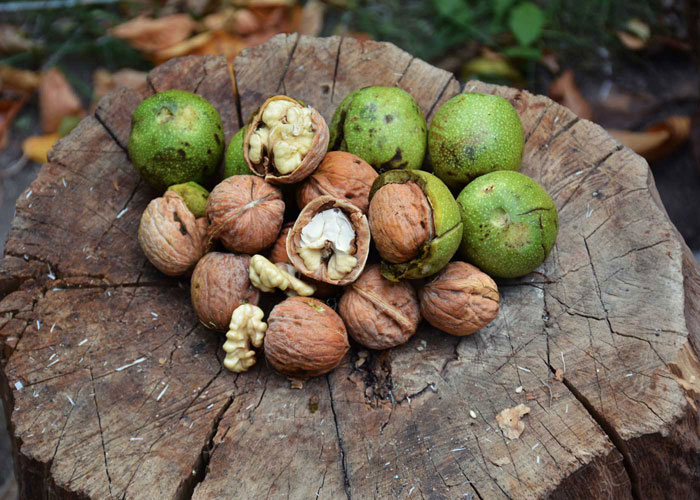 بهترین زمان خرید گردو